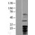 Western Blot: BCL2L1 Lysate [NBL1-07946] - Western Blot experiments. 
Left-Control; Right -Over-expression Lysate for BCL2L1